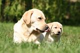 LABRADOR 1181